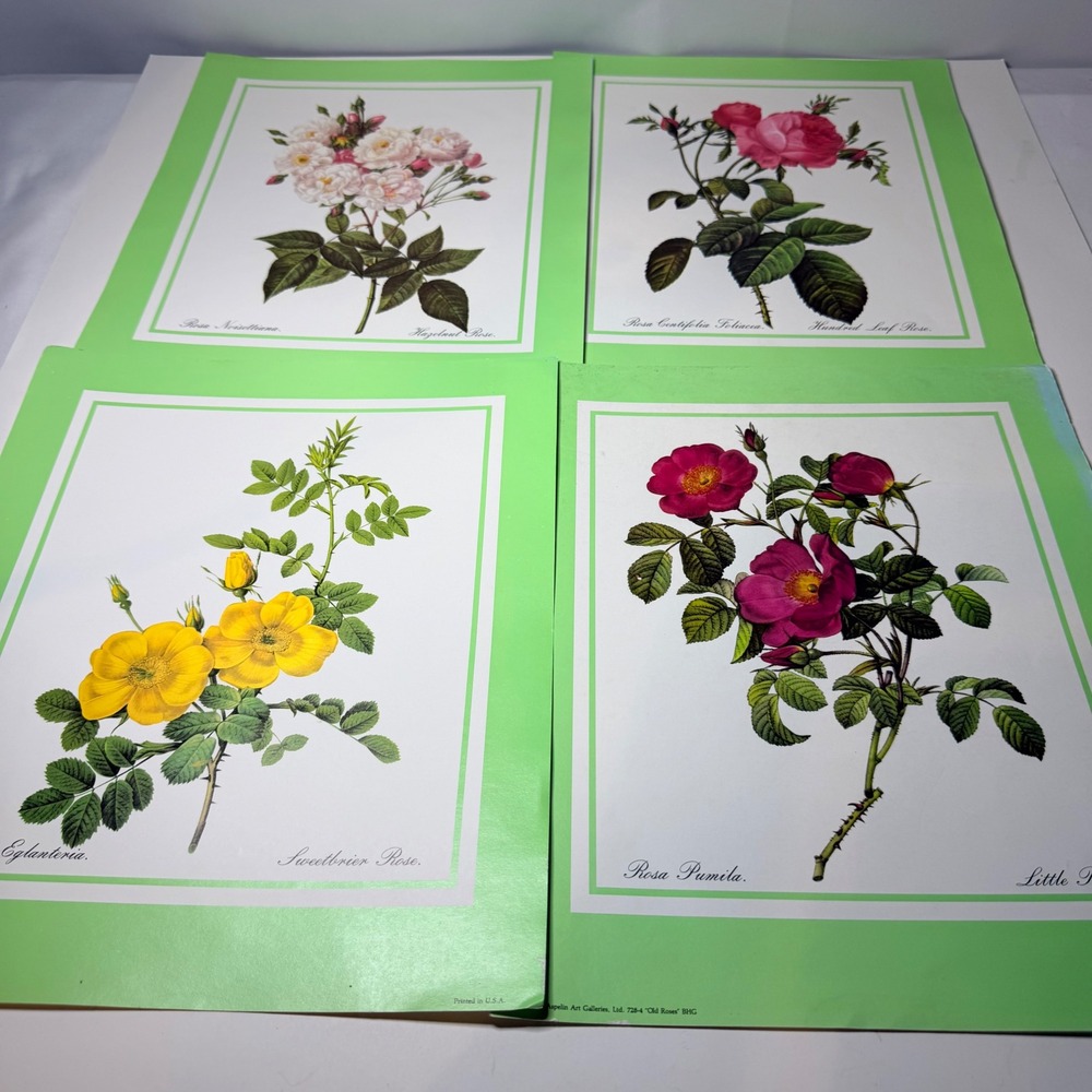 Vintage 1983 Aspelin Art Galleries Old Roses Botanical Prints Set of 4